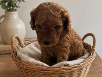 KÜÇÜK POODLE YAKIŞIKLILAR