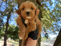 DİŞİ ERKEK MALTİPOO 