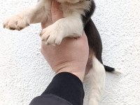 Harika maske beagle bebekler