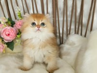 Safkan British Longhair Çikolata Golden Erkek Güzeli̇