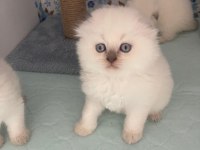A kalite scottish fold yavrularımız yeni yuvasına hazır