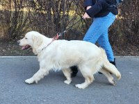 Harika golden retriever bebişler