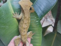 3 yaşında erkek crested gecko