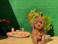 Referans Poodle Yavrular