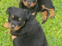 Elit Patiler Farkıyla Rottweiler Yavrular