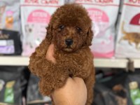 Kore Kan Poodle Yavrularımız