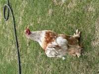 Brahma horozlarım sahiplendirilecek