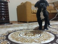 A Class Şecereli Kaliteli Cane Corso Yavru