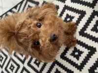 Toy ve teacup poodle teslime hazır yavrular