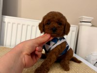 Baba Kore Anne Toy Red Borow Poodle
