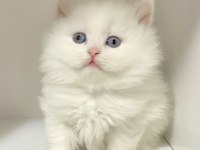 British Longhair Kar Beyaz Ve Tabby Yavrular