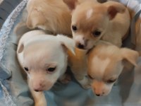 Sıfır boy chihuahua yavrular