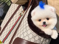 Orjinal Pomeranian Boo Yavrumuz Moi