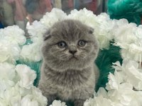 Güzel british shorthair yavrular yeni yuvalarını arıyor