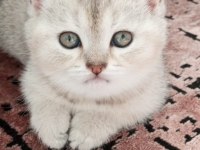 Güzel british shorthair kızlarımıza yeni sahibini arıyoruz