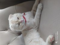 Scottish Fold 8 aylık