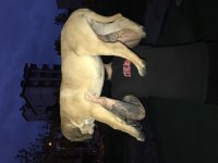 A Class Dev Presa Canario Yavruları