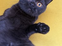 Black British Shorthair