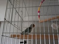 Cennet sevda papağanı 9 12 aylık