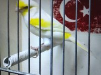 Eşsiz sarı mozaik kanaryalar