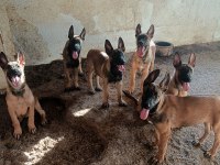 30 GÜNLÜK IRK GARANTİLİ OYUNCU HIRSLI MALİNOİS YAVRULAR