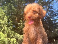 Maltipoo Yavrular Adrese Gönderim Ve Kapıda Ödeme Vardır