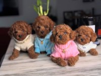 Red Brown Toy Boy Poodle Yavrular 