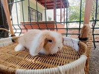 Hollanda teddy lop tavşan yavrular