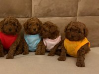 Toy Poodle Yavrular