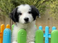 Border Collie Yavruları Aşıları tam