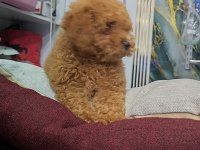 IRK VE SAĞLIK GARANTİLİ TOY POODLE YAVRUMUZ
