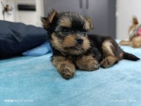 Teacup max 2.300 kg erkek bebek yorkshire terrier
