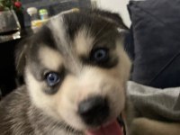 Sibirya kurdu husky