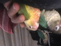 Her Renk Turkuaz Pineaple Cinnemon Greencheck Konur