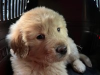 Çok Acil 2 Aylık Harika Golden Retriever Yavrumuz