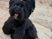 Black yorkshire terrier