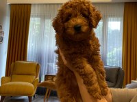 Sevimli minyatür poodle yavrularimiz