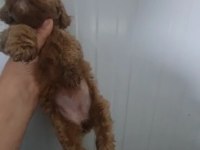 Toy poodle köpeğimiz