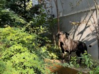 4.5 YAŞINDA DİŞİ KISIR CANE CORSO SAHİPLENDİRME