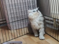 Çok akıllı uslu british longhair yavrularımız