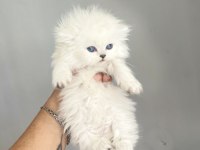 Show kalite british longhair bebeklerimiz