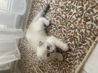 Orjinal Show Kalite 3 Aylık Erkek Scottish Fold Yavru