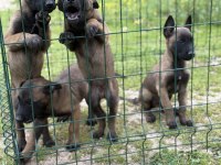 Belçika malinois 57 günlük