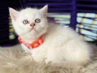 British shorthair blue point