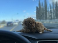 Poodle bebeklerim