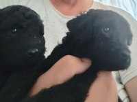 siyah poodle anne ve yavruları