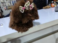 4 ay suan 1 kg tea cup poodle dişi kore dişi