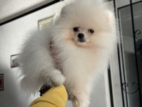 Ankaranın en seçkin pomeranian boo yavrusu