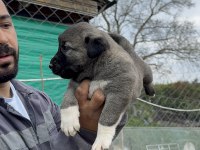 Kral sarı kangal yavruları