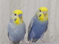 Çift Muhabbet Kuşları